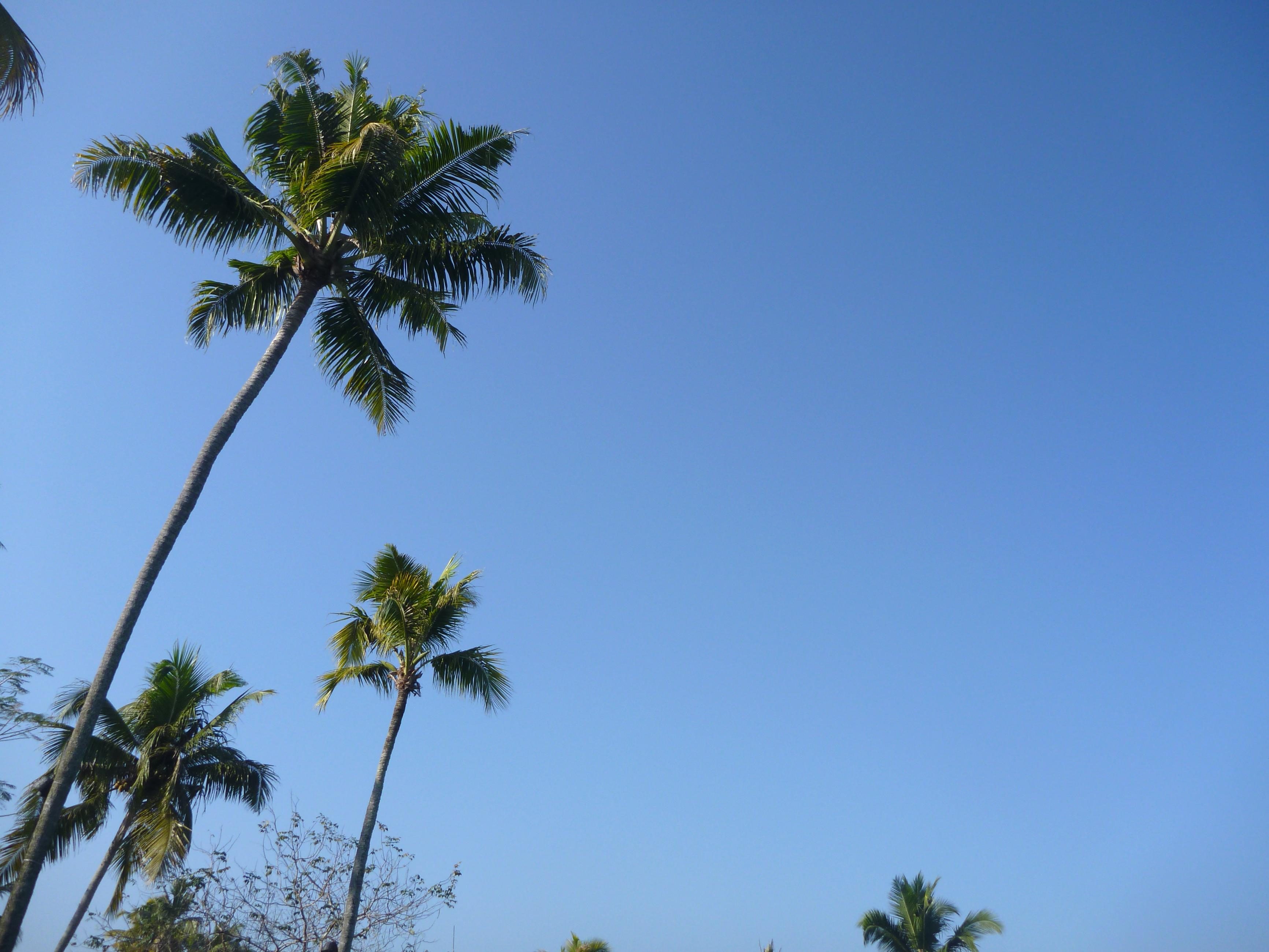 Soleil du Rubé ciel et palmiers
